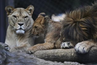 L'un des quatre lionceaux de Barbarie, nés récemment au Safari Park Dvur Kralove, en République tchèque. Crédit : Petr David Josek / AP
