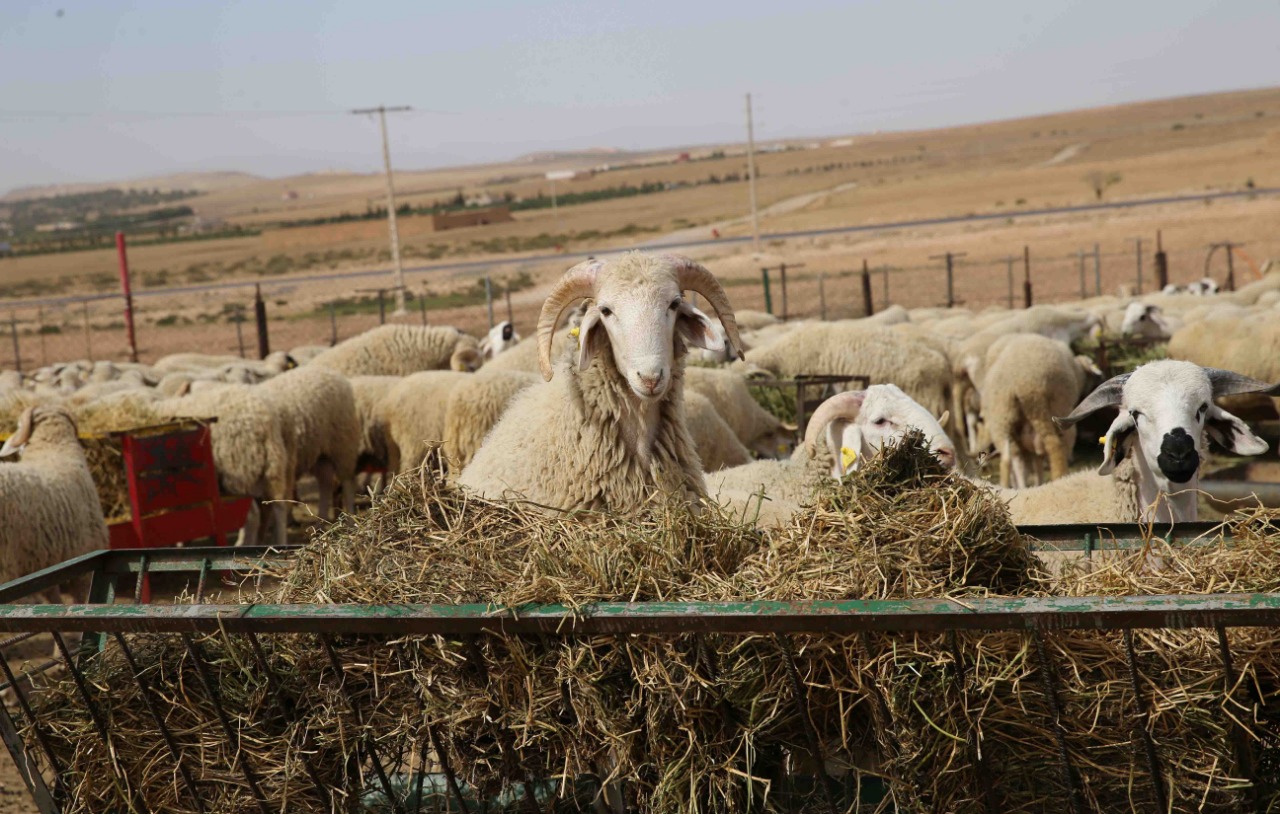 Un troupeau de moutons dans un enclos.