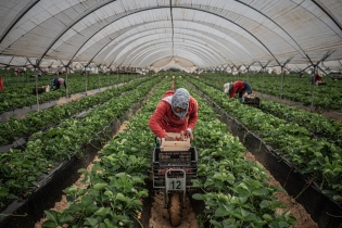 Les Marocains cueillent des fraises dans une ferme à Huelva.