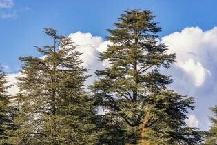 Ifrane
