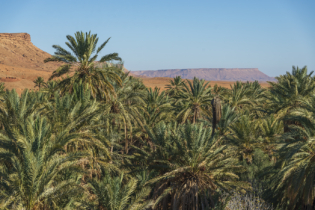 Oasis dans le Sud marocain.