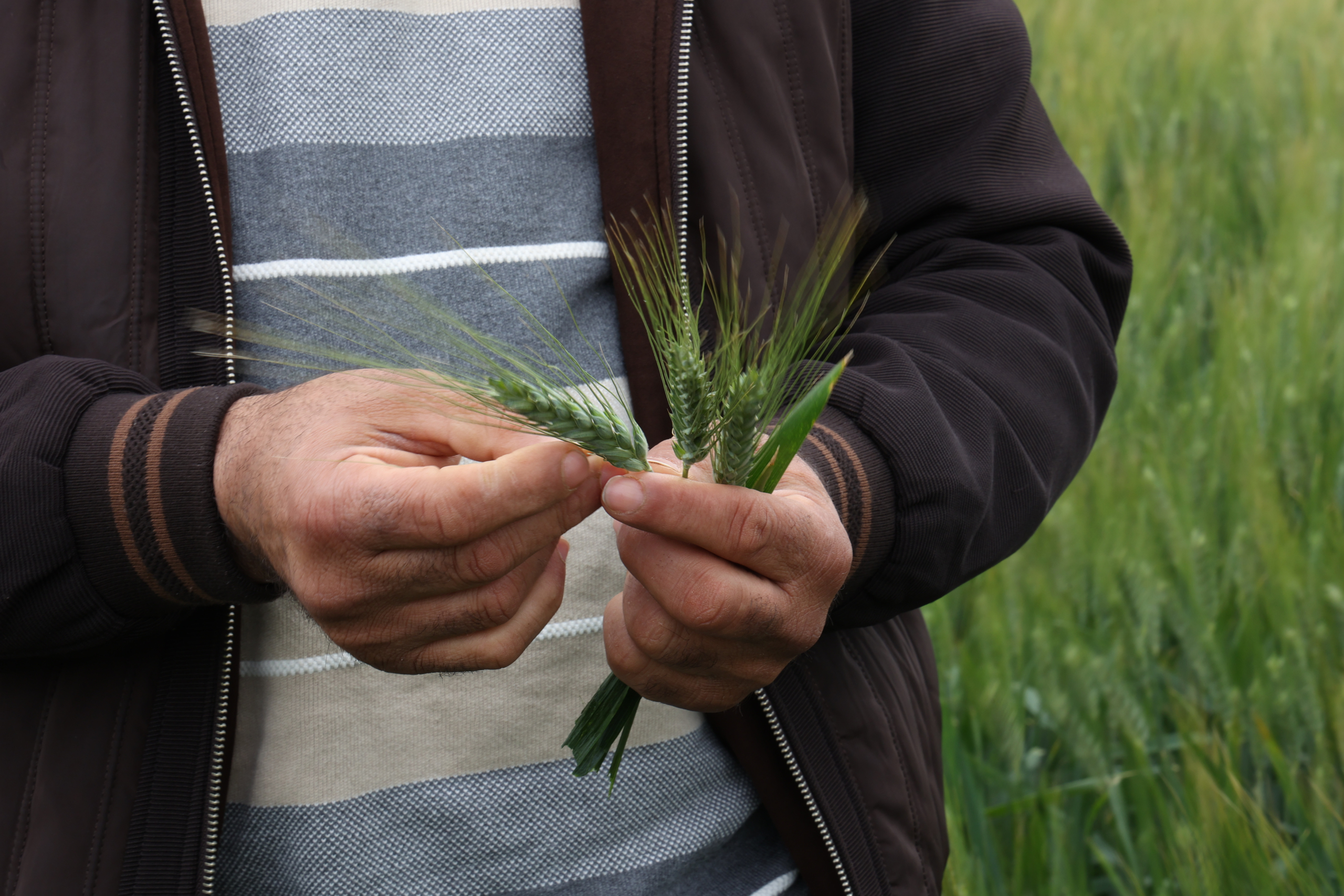 Un agriculteur de céréales dans la région de Meknès. Crédit : MAP
