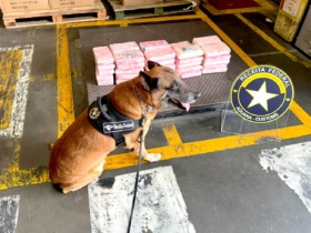 Le chien Enzo de l'administration fiscale brésilienne qui a permis de détecter la cargaison de cocaïne. Crédit : Receita Federal
