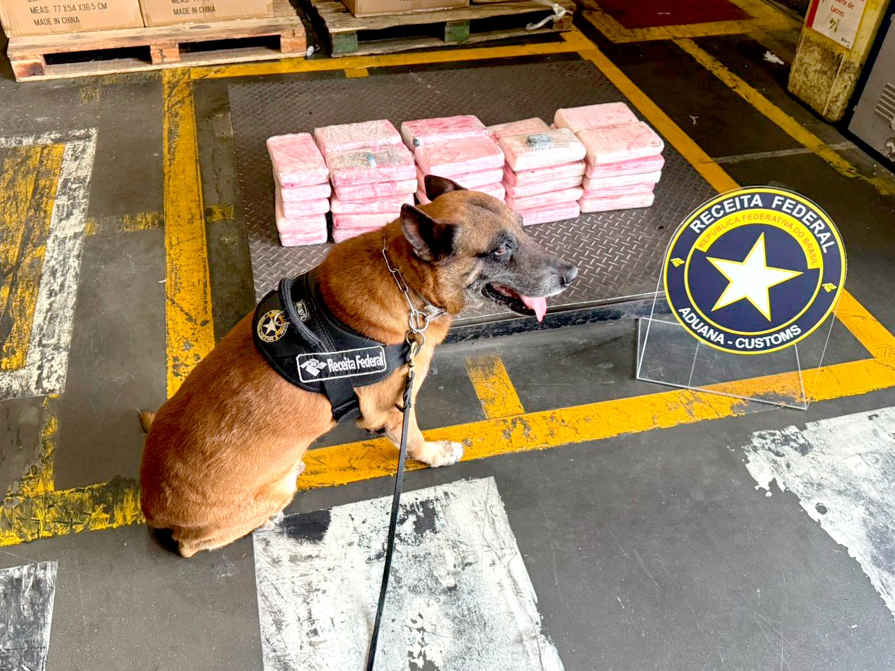 Le chien Enzo de l'administration fiscale brésilienne qui a permis de détecter la cargaison de cocaïne. Crédit : Receita Federal