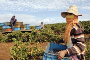 Des agriculteurs marocains. Crédit : DR