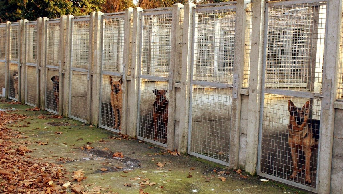Une fourrière animale (Photo d'illustration). Crédit : DR