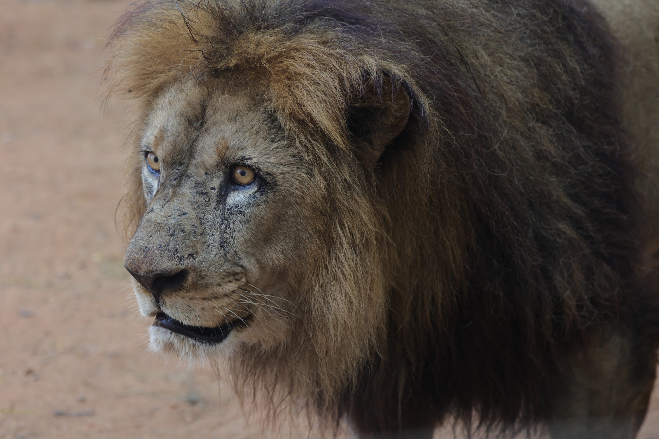 Un lion de l'Atlas mâle du Jardin Zoologique National de Rabat. Crédit : Nathanael Nelson, association Atlas Lion Protection