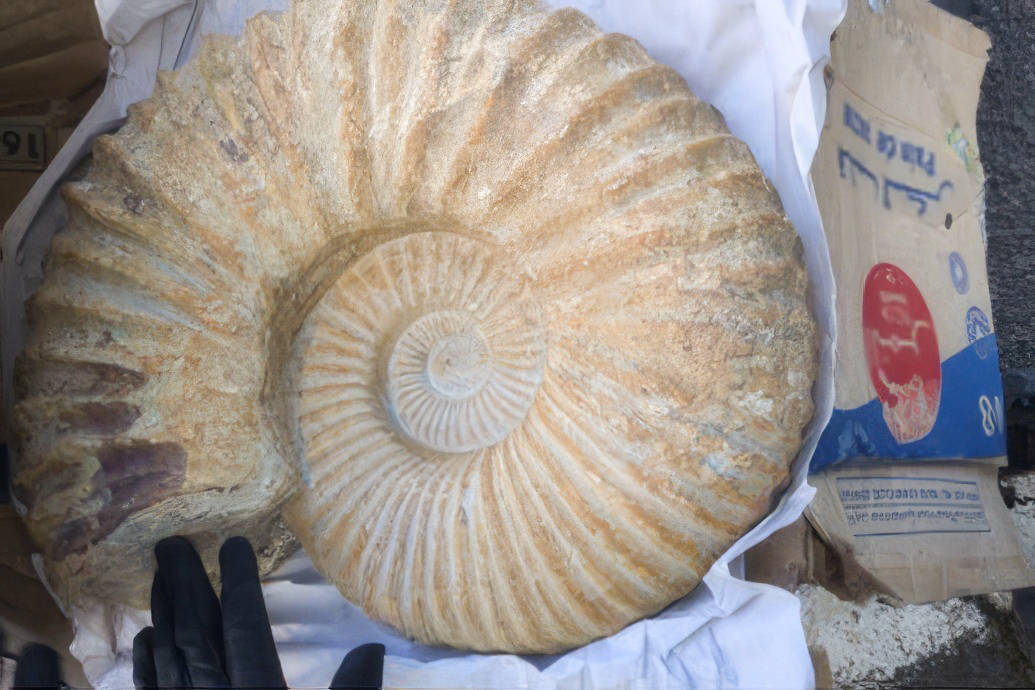 Une ammonite faisant partie des fossiles provenant du Maroc saisis par la douane française à Sète.