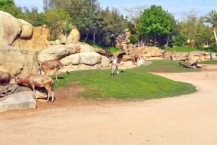 Dans le Parc zoologique Aïn Sebaa, à Casablanca.