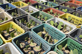 Génération Green : Lancement à Khouribga du projet de plantation de 720 ha de cactus résistant à la cochenille