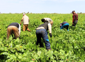 Les récentes précipitations enregistrées ravivent les espoirs des agriculteurs