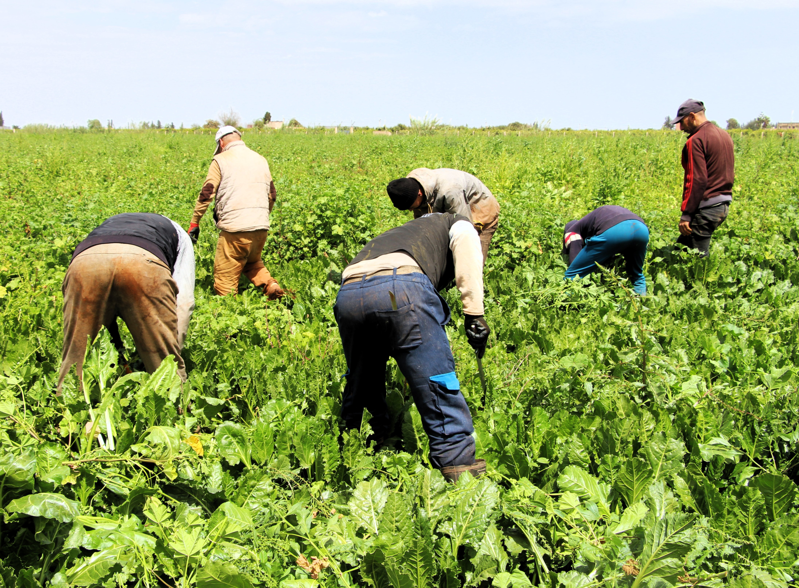 Les récentes précipitations enregistrées ravivent les espoirs des agriculteurs