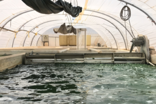 Sur le site de pisciculture de ProTerra Maroc, à Dakhla.