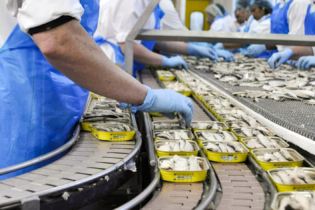 Sur une ligne de production dans une conserverie de sardines (photo d'illustration).