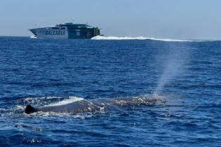 Une baleine nageant dans les eaux du détroit de Gibraltar.