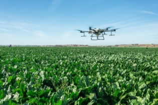 Un drone survolant un champ de betteraves.