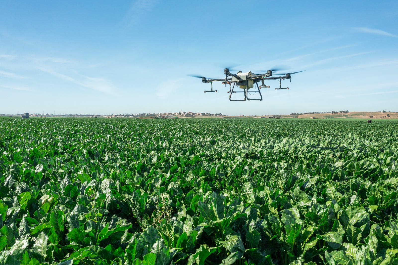 Un drone survolant un champ de betteraves.