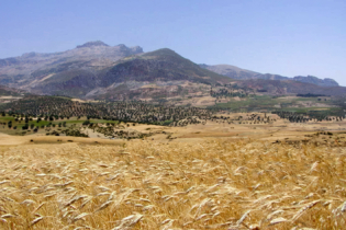 Un champ de blé au Maroc.