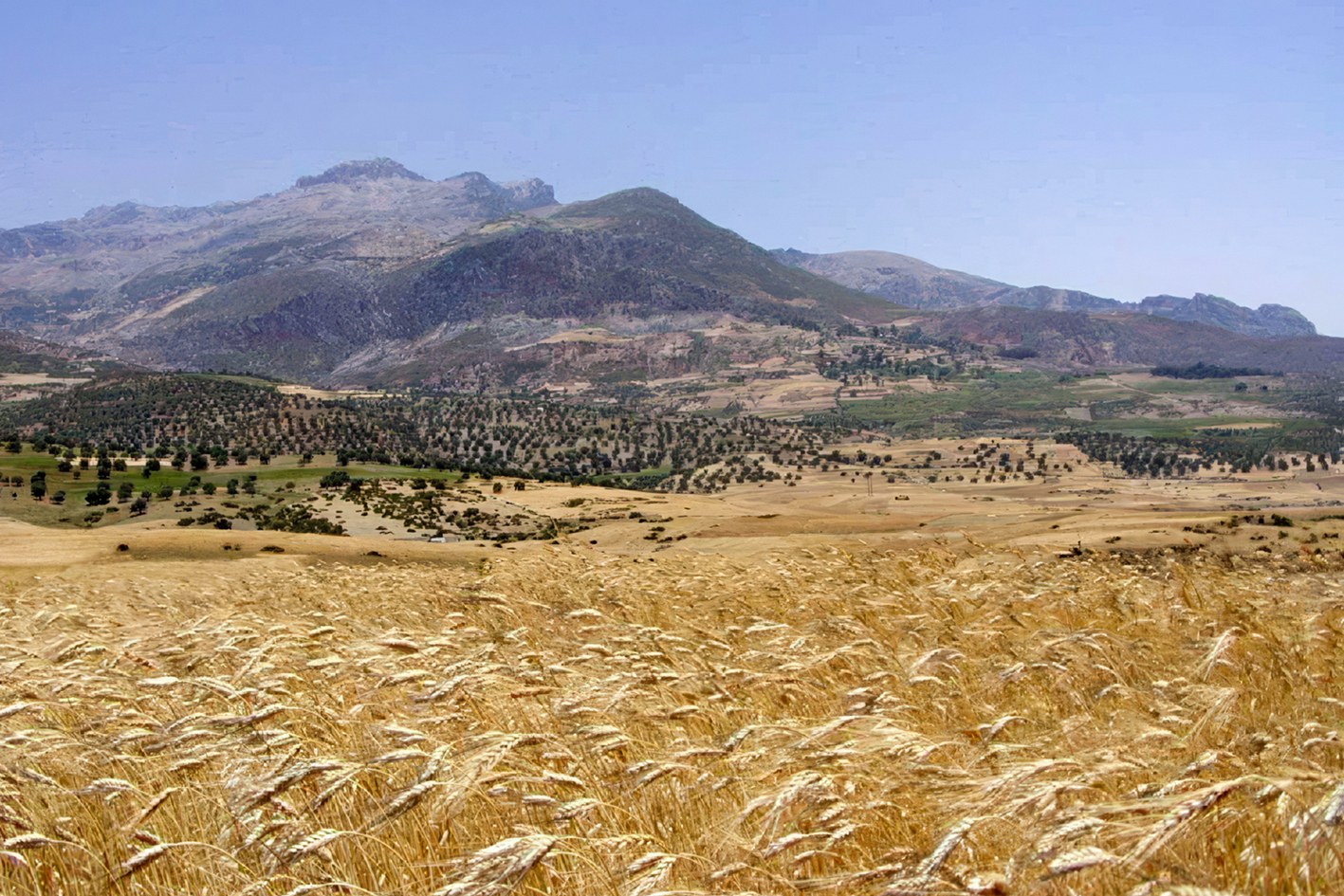 Un champ de blé au Maroc.