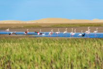 Les flamants roses de Naïla trouvent à Khenifiss quiétude et ressources. Crédit : Oussama Rhalib / Le Desk