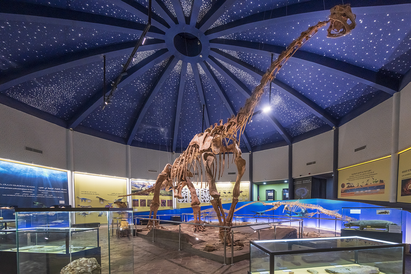 La reproduction du squelette d'un dinosaure vieux de 160 millions d'années trône au cœur du musée d'Azilal. Crédit : Zakaria Mezgour / Le Desk.