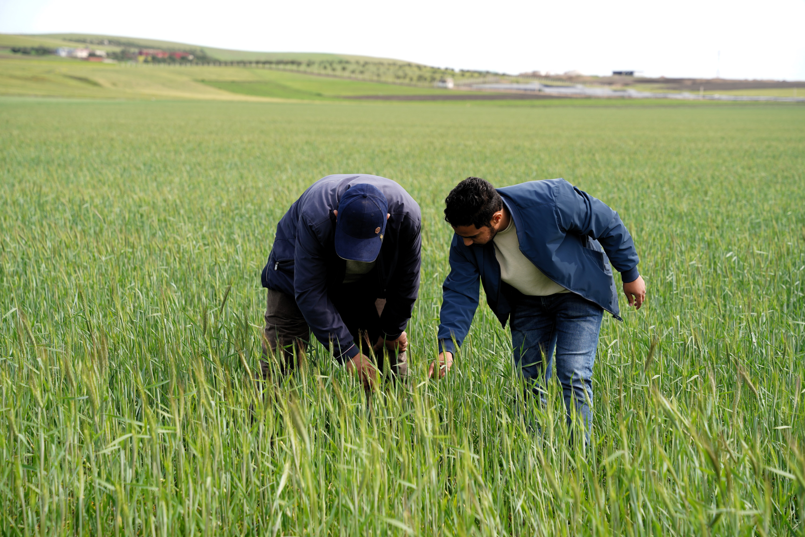 Des agriculteurs de la plaine du Gharb.