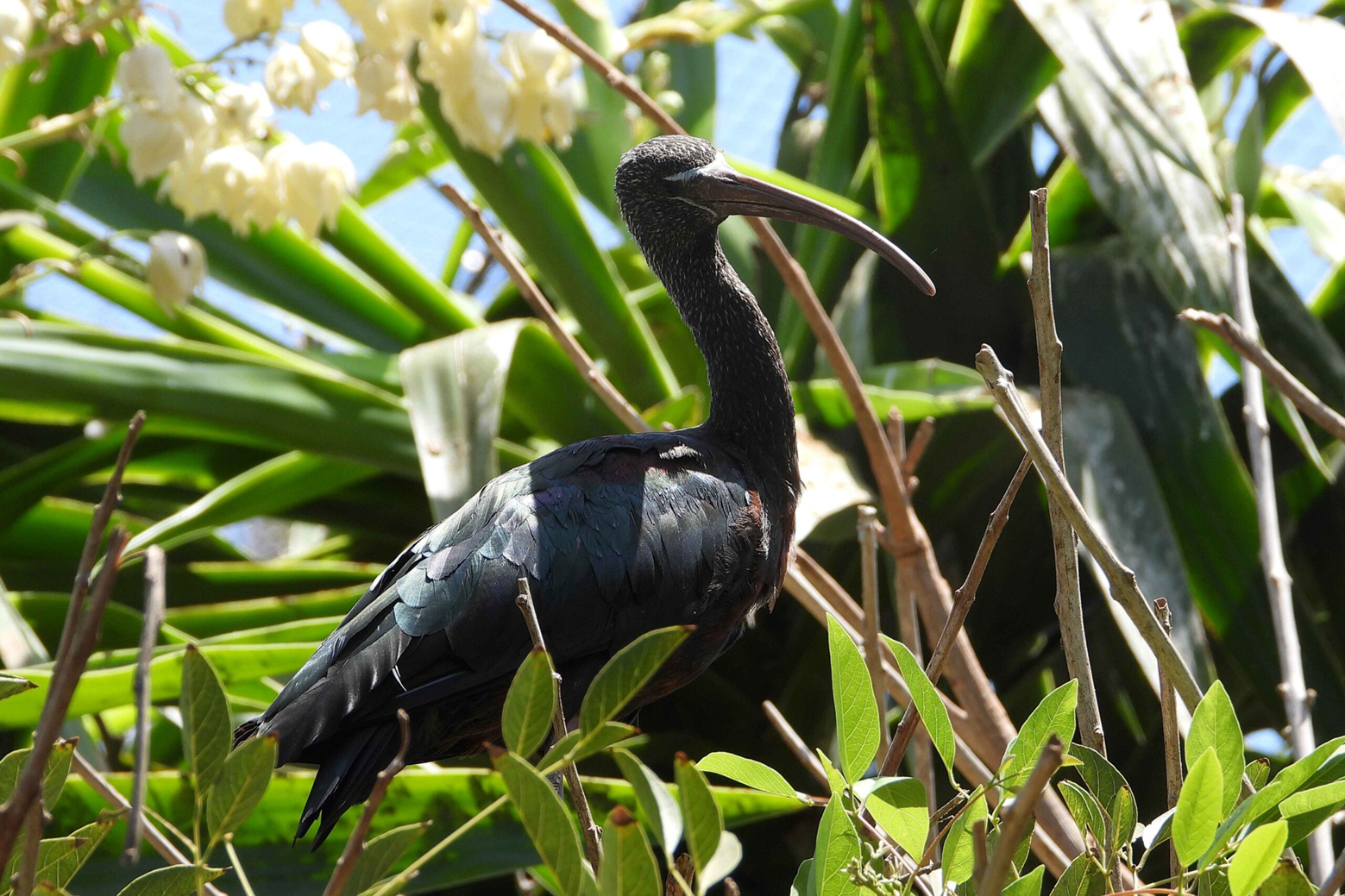 Un ibis falcinelle dans le Jardin zoologique de Rabat.